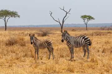 Obraz premium Tarangire National Park, Tanzania - September 30th 2025: Savanna Guardians: A Mother and Foal