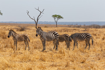 Obraz premium Tarangire National Park, Tanzania - September 30th 2025: Zebras grazing in the dry savanna.