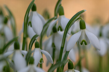 Snowdrops flowers close-up with soft background, spring bloom macro