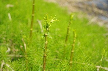 緑色のイタドリ