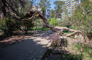 The intertwined trunks of old wisteria in the park. Sochi Arboretum. Sochi. Krasnodar Krai.