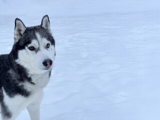 Portrait of a Siberian husky standing outdoors in winter. Dog on snowy background with copy space, cold weather, calm expression and natural light. Concept of winter walk, pet lifestyle and loyalty. © Nataliia
