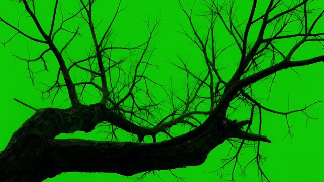 Black tree branches swaying in the wind on green screen.