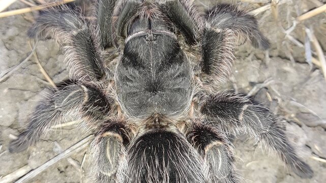 Ara&ntilde;a 