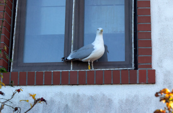Seagull Perched on Windowsill at Sunset In Ustka