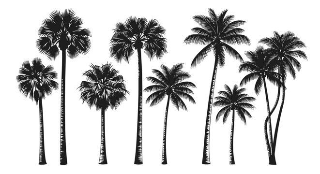 Set of diverse tropical palm tree silhouettes for vacation and resort design