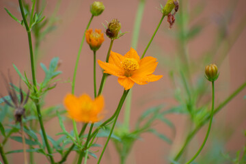 Obraz premium Cosmos sulphureus cosmos flower standing above lush green foliage