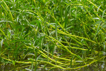 Dense wetland plant stems reflecting in calm water surface