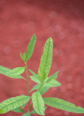 Eucalyptus globulus Tasmanian blue gum leaves with aromatic foliage