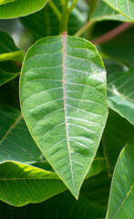 Euphorbia pulcherrima poinsettia leaves with rich green texture