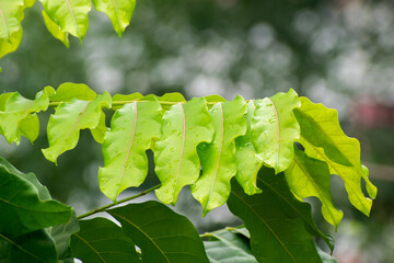 Green leaves on branch with water droplets after rainfall