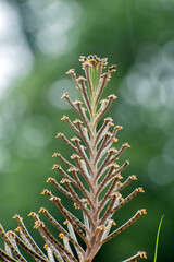 Kalanchoe delagoensis chandelier plant stem with tiny buds