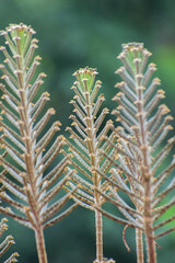 Kalanchoe delagoensis chandelier plant close up foliage view