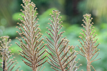 Kalanchoe delagoensis chandelier plant growing naturally