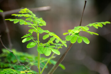 Moringa oleifera moringa leaves rich in nutrition