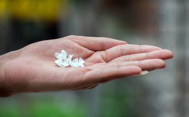 Open hand holding small white flowers with soft background