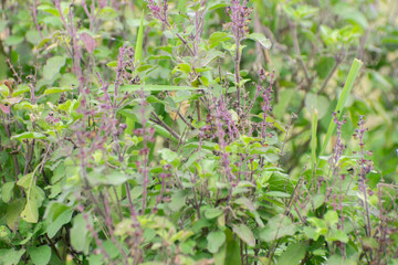 Ocimum tenuiflorum tulasi holy basil plant
