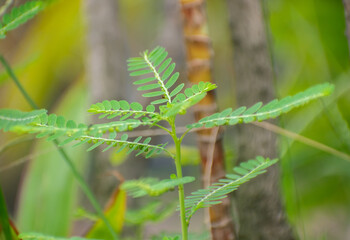 Phyllanthus amarus carry me seed medicinal herb plant