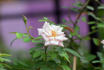 Rosa abietina pine rose flowers blooming in garden