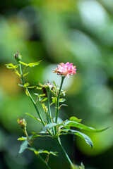 Rosa abietina pine rose flower blooming naturally