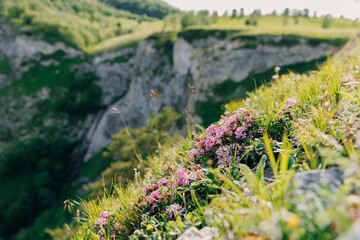 Obraz premium Pink alpine flowers on a sunny mountain slope, surrounded by fresh green grass and rocks. Daphne plant