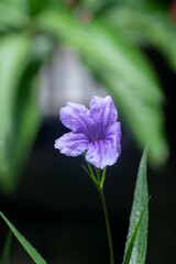 Ruellia simplex Mexican petunia flower blooming outdoors
