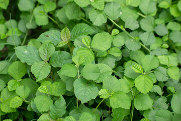Rubus parvifolius small leaf raspberry plant in nature