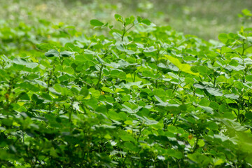 Senna tora sickle senna plant growing in field
