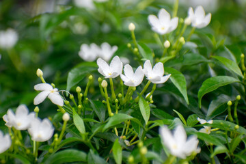 Tabernaemontana divaricata crape jasmine flowers in garden