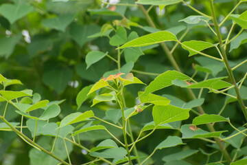 Triadica sebifera popcorntree growing in natural landscape