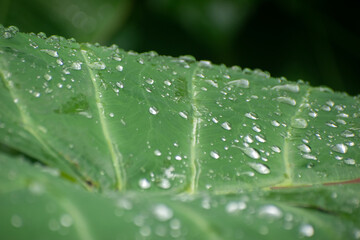 Xanthosoma robustum capote leaves with bold green texture