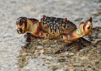Krabbe in Drohhaltung am Sandstrand 