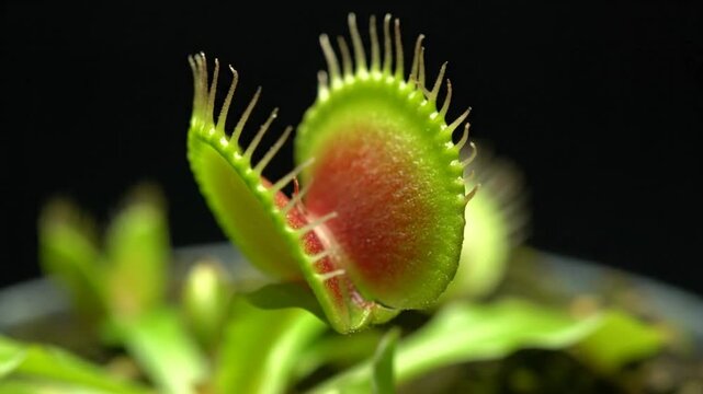 Closeup of a Venus flytrap plant opening and closing its trapping jaws, capturing insects for nutrition