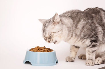 gray cat eating food from a bowl on a light background