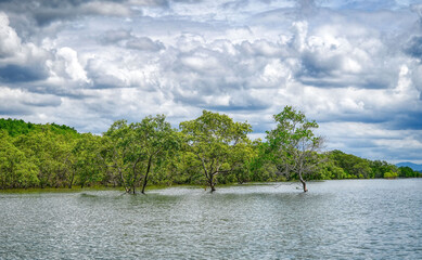 Mangrovenb&auml;ume an der K&uuml;ste von Chanthaburi (Thailand)