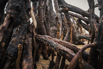 Fototapeta premium mangrove forest trunks along tropical beach
