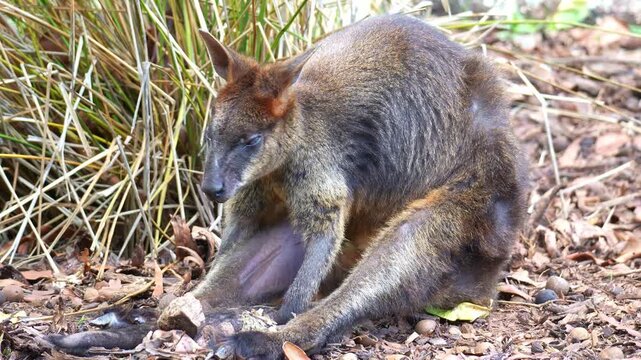 A Swamp wallaby (Wallabia bicolor) rests in a slouched position on the ground, rotating its ear and scanning the sounds in its surroundings, close up shot.