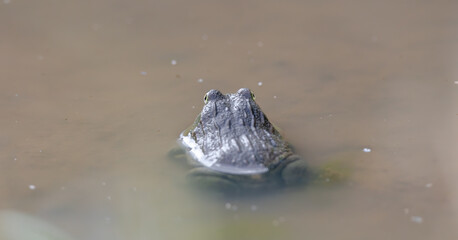Obraz premium an african bullfrog in a waterhole