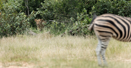Naklejka premium a lion watching a zebra