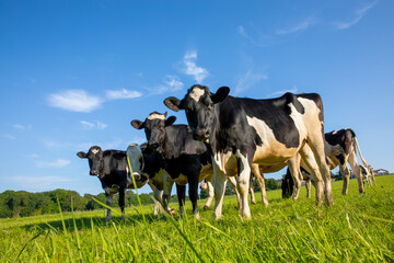 Troupeau de vache en pleine nature sous le soleil du printemps en France.