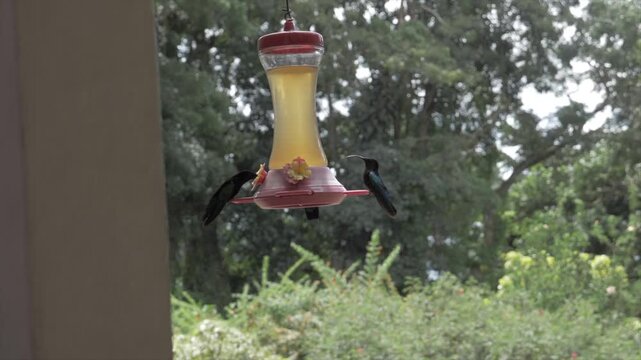 Colibri sucrier volant devant mangeoire