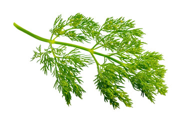 Fototapeta premium Fresh dill herb sprig isolated on transparent background. Green dill sprig with tiny florets and delicate leaves isolated on white background.