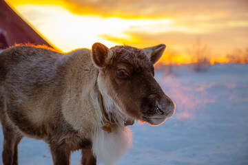 A lone reindeer near a chum, the traditional home of Nenets reindeer herders, at sunset. © lizavetta