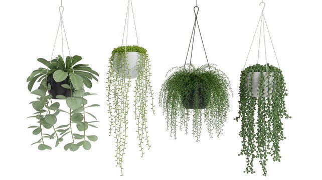 Four hanging plants with long green leaves and stems long stems foliage isolated on a transparent background