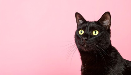 Obraz premium A striking portrait captures a glossy black feline against a soft pink backdrop. The cat gazes upward, displaying alert eyes and curious expression