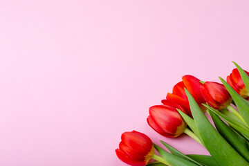 Fresh red tulips isolated on pink background, copy space