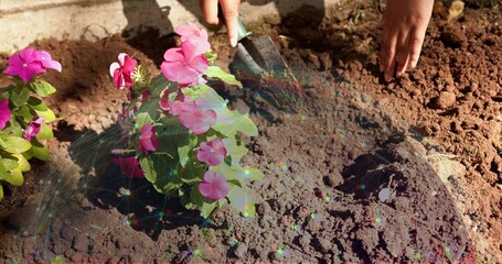 Planting gardener's forearms pressing soil at garden bed, with pink impatiens and green trowel © vectorfusionart