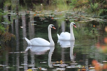 swan on the lake