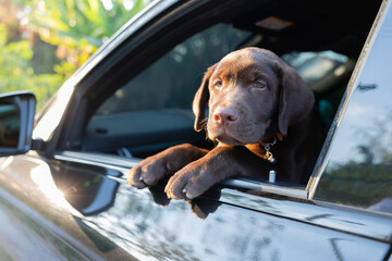 Labrador dog leans his head out of a car window