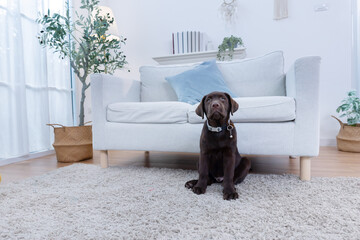 Happy labrador dog relaxes on a soft carpet in a living room